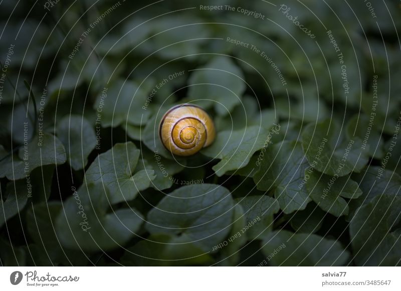 in the centre, yellow snail shell lies on a dark green carpet of leaves Nature Crumpet Snail shell Close-up Center point Contrast Animal Deserted Plant 1