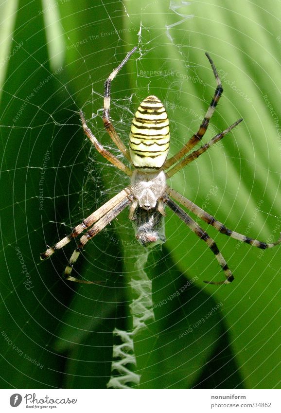 Spider with prey Leaf France Spider's web Black-and-yellow argiope Disgust Net Close-up Legs