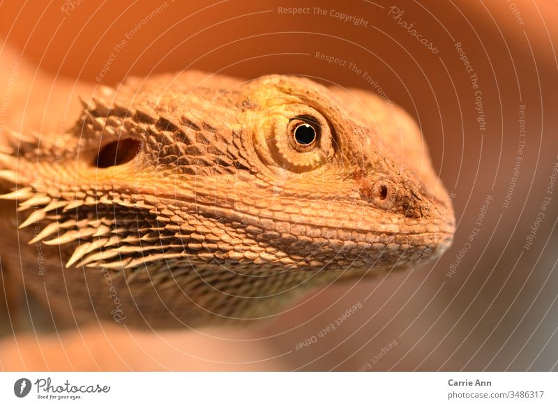 Bearded dragon in side profile bearded dragon Saurians Eyes side view Face Head Reptiles Dragon Animal Animal portrait Zoo Looking Colour photo Nature