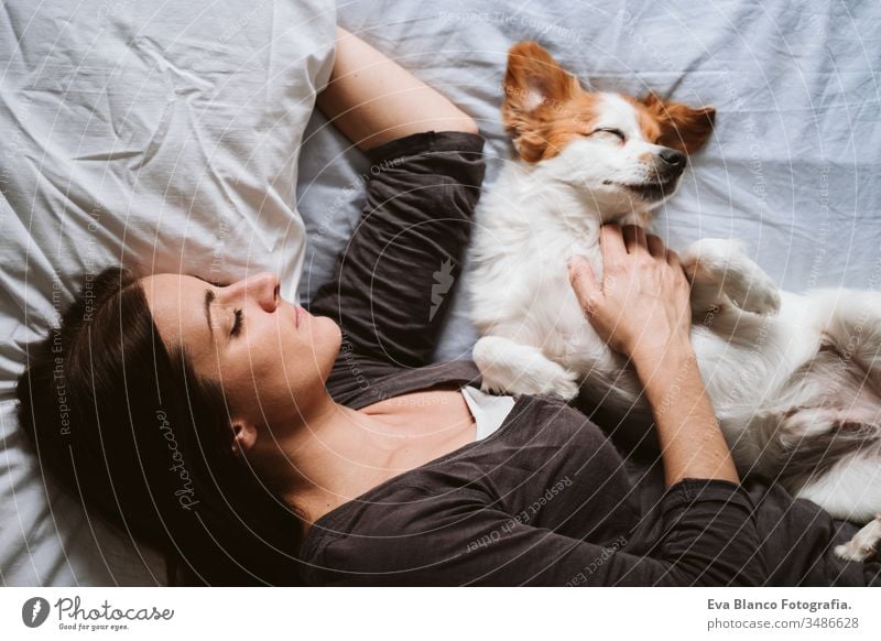 cute small jack russell dog lying on a yoga mat at home with her owner  woman. Healthy lifestyle indoors - a Royalty Free Stock Photo from Photocase