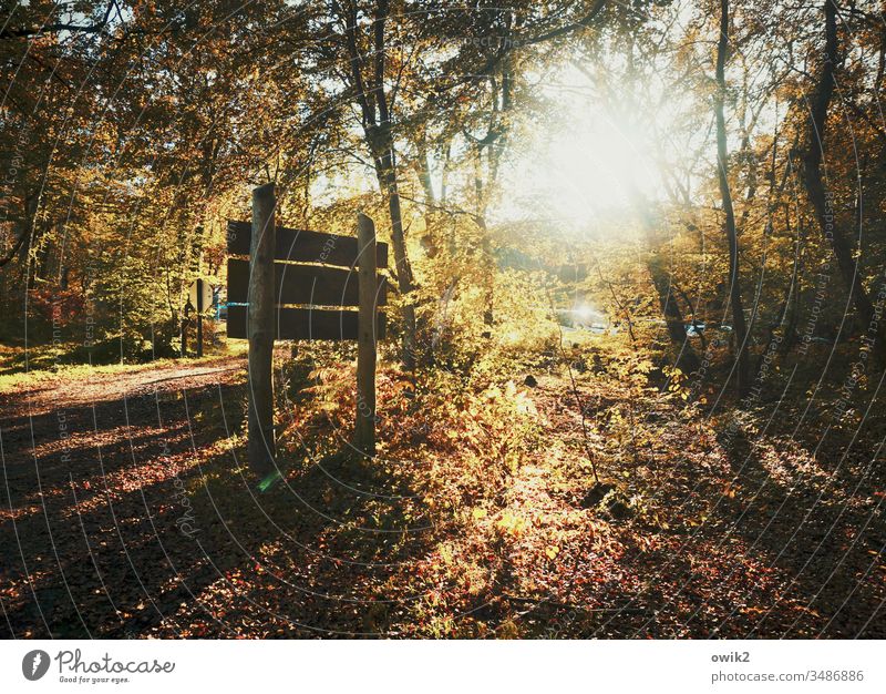 Darß, tri oaks Forest sign Autumn clearing Darss Sun Back-light luminescent Brilliant Sunlight flooded with light trees Bushes Woodground Lanes & trails Idyll