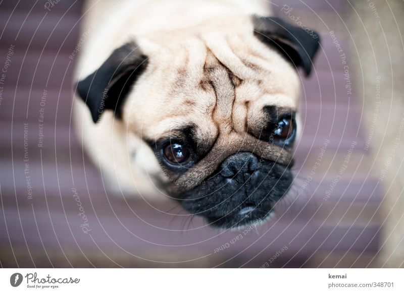 Roll the pug off the sofa. Animal Pet Dog Animal face Pelt Pug 1 Looking crease Eyes Ear Snout Level Colour photo Subdued colour Exterior shot Close-up Detail