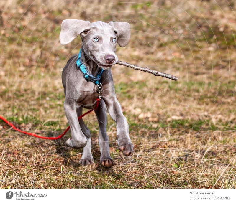 Scheme of a child with a Weimaraner puppy playing on a meadow Puppy Dog Pet Animal Brown pretty Hound portrait Purebred Hunting Language Grass youthful joyfully