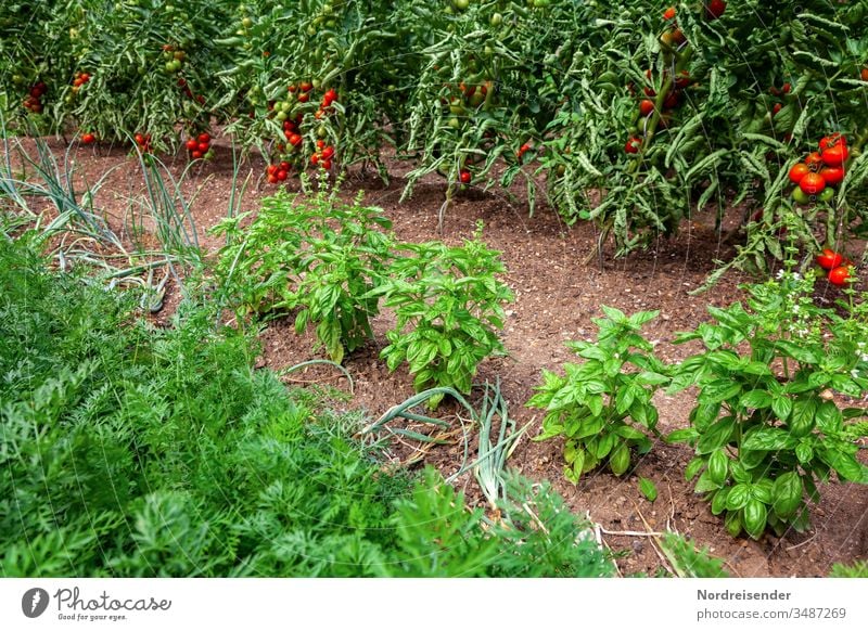 Ripe tomatoes, basil, onions and carrots on a bed in the garden Tomato Basil Garden yield Vegetable Onion Fruit Earth gatenerde Harvest Mature