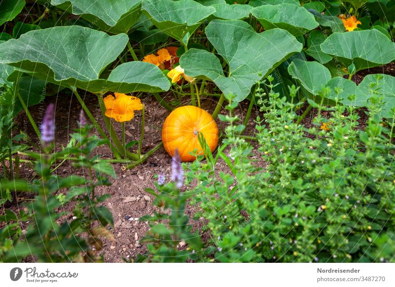 Ripe Hokkaido pumpkin and herbs in the garden Pumpkin Garden Harvest Eating Vegetable Mature organic vegetables Blossom allotment house garden Herb garden wax