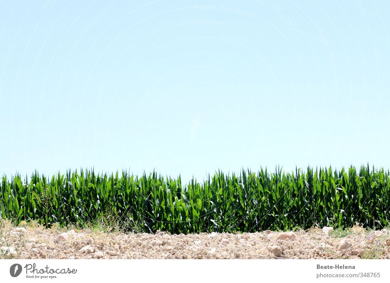 when all the little plants are floating Environment Nature Landscape Plant Cloudless sky Spring Summer Beautiful weather Agricultural crop Grain field Field