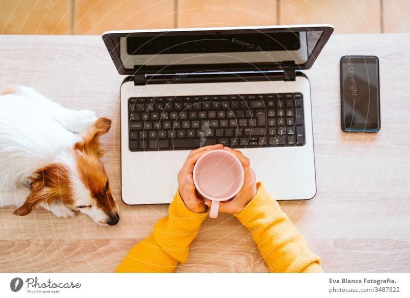 young woman working on laptop at home, wearing protective mask, cute small dog besides. work from home, stay safe during coronavirus covid-2019 concpt pandemic