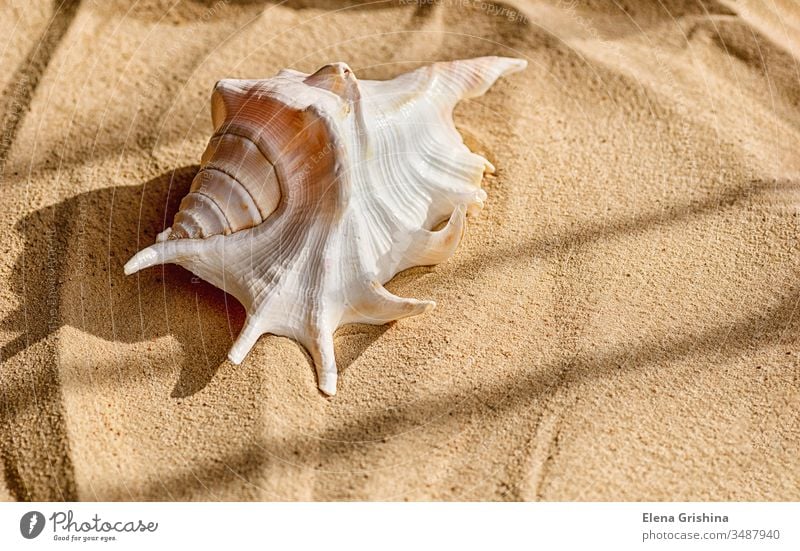 A beautiful big shell lies on the sea sand. The concept of a summer vacation at sea and travel. seashell shadow palm holiday branches golden nature tropical