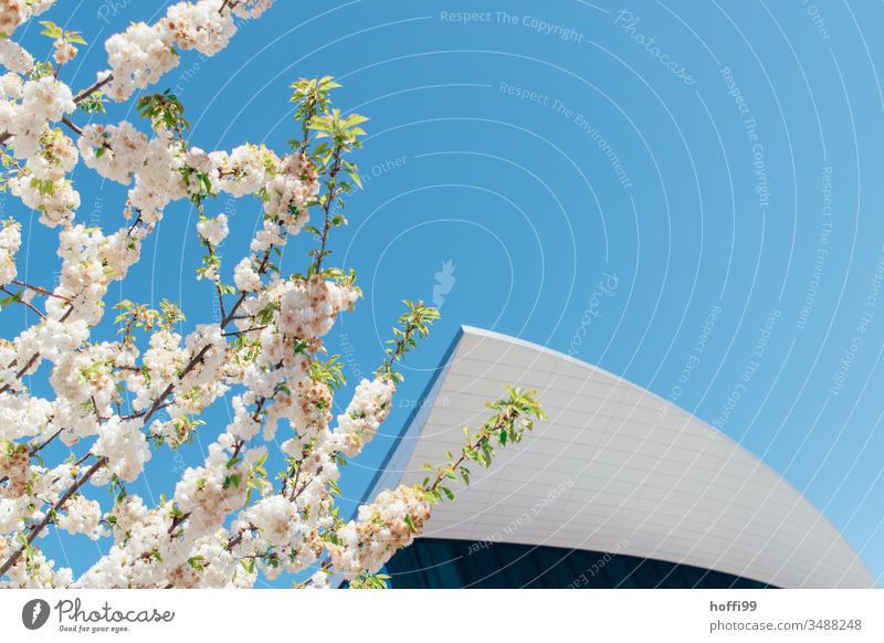 Spring blossoms in front of modern facade and blue sky Spring fever Spring colours Bud petals Cherry blossom Blossoming Nature Plant Modern architecture Roof