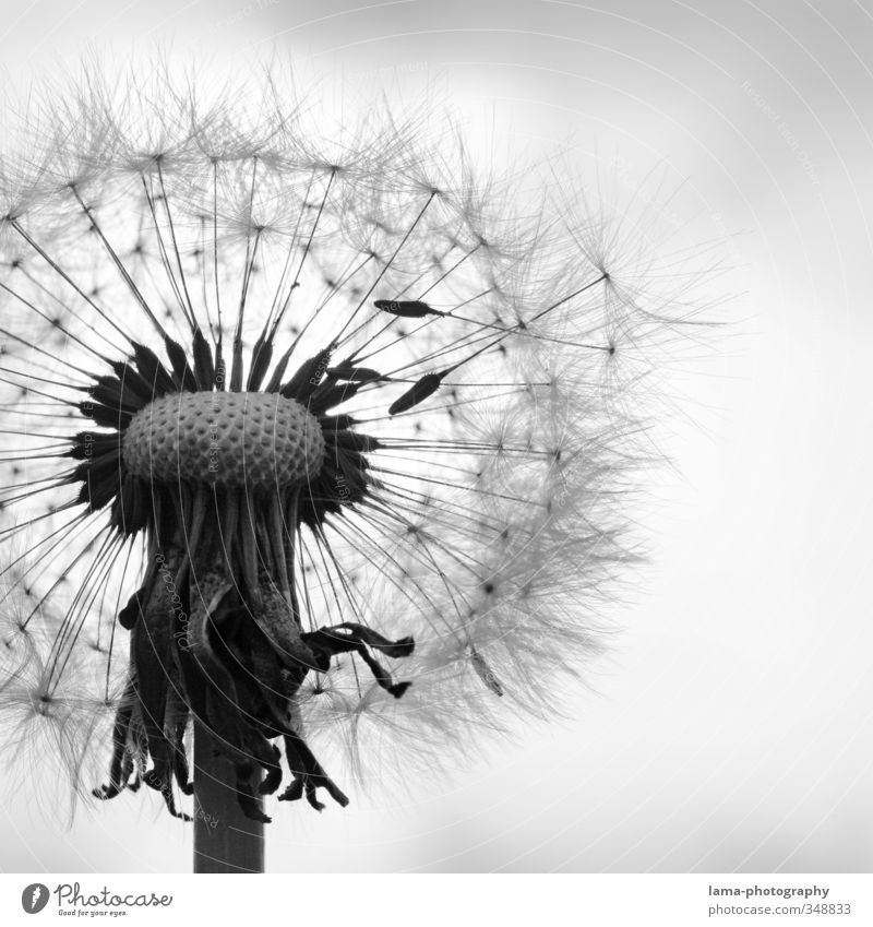 atmosphere of departure Nature Spring Summer Plant Flower Blossom Dandelion Flying missile Umbrellas & Shades Delicate Fleeting Feather Easy Black & white photo