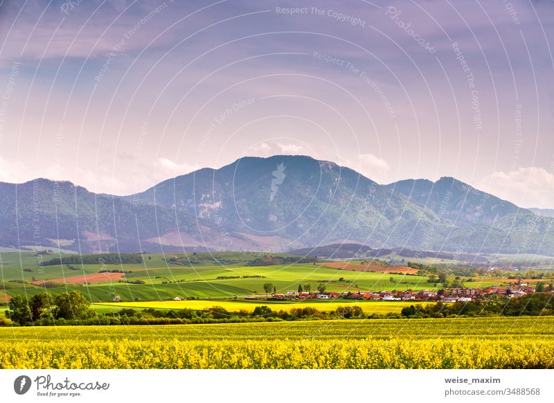 Spring yellow colza fields and green meadows in Tatras mountain valley. Slovakia rural scene. Blooming spring landscape. rapeseed hills grass bloom blossom