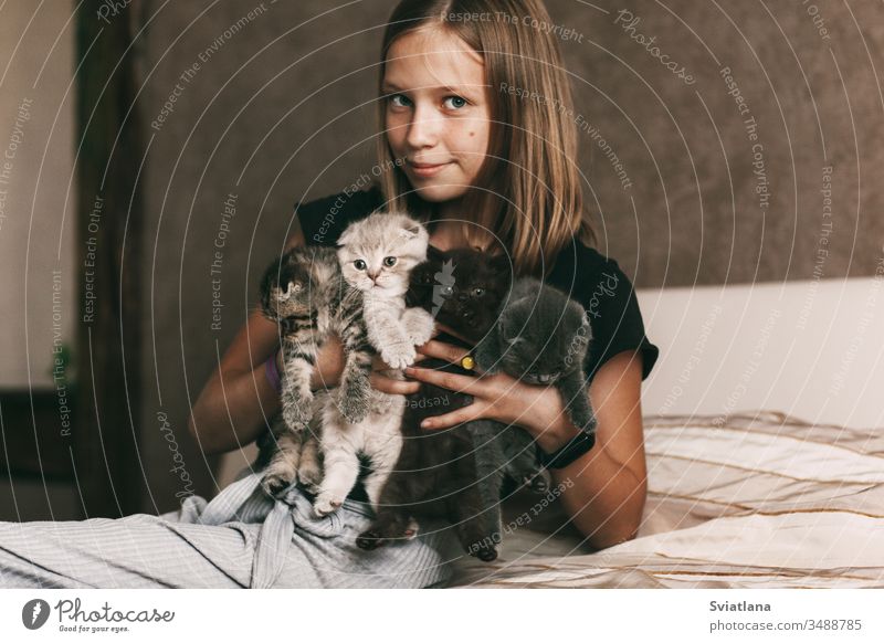 The child holds beautiful British kittens of different colors in the hands of background family tree love food man girl house cat nature face animal care