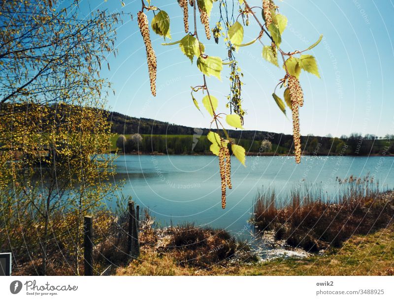 Birch pollen Spring Nature out Exterior shot Hang twigs Birch tree leaves Lake Landscape Colour photo Tree Deserted Day Twigs and branches Plant Environment