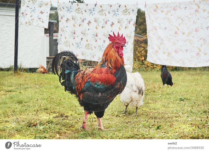 Majesty love sun gockel Rooster Cockscomb Pride Profile Animal portrait Farm animal Exterior shot Deserted Poultry Garden Meadow Laundry Hang Bedding Sheets Dry