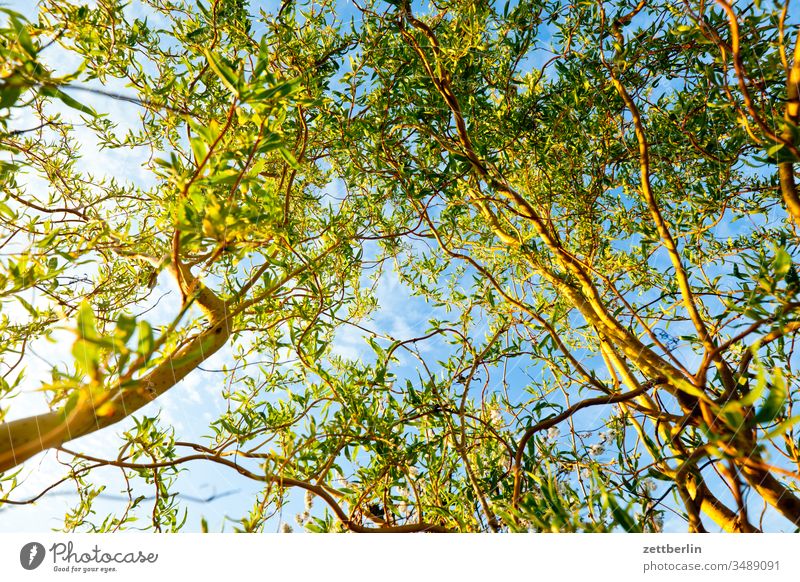 Willow from the frog's eye view Branch Tree Relaxation holidays spring Spring Garden Sky allotment Garden allotments Deserted Nature Plant tranquillity