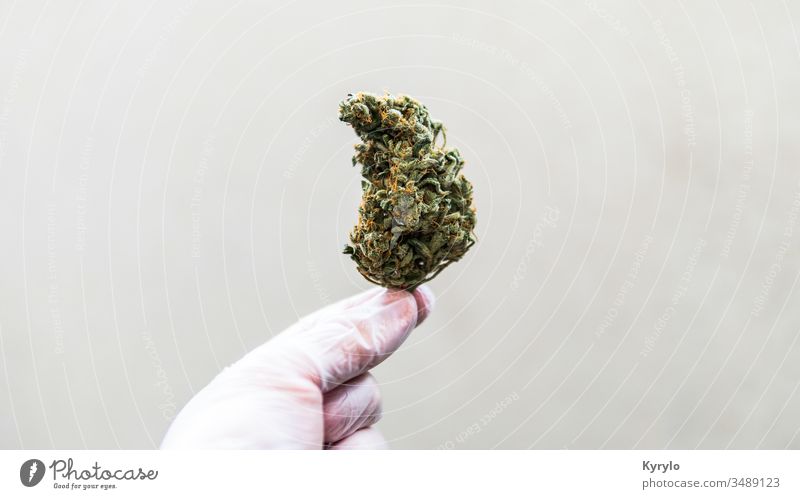 checking  fresh marijuana buds in male hands. Trimming medical marijuana CBD alternative background cannabinoids cannabis close closeup detail flower ganja