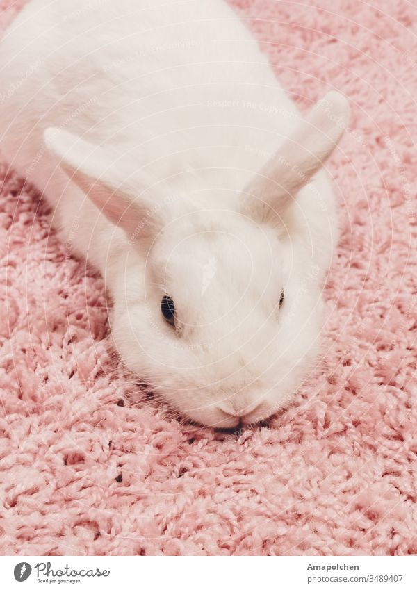 white bunny on pink fleece carpet rabbit Hare & Rabbit & Bunny Easter Bunny Animal Pet Cute White Pink pink background pink carpet Carpet Animal protection