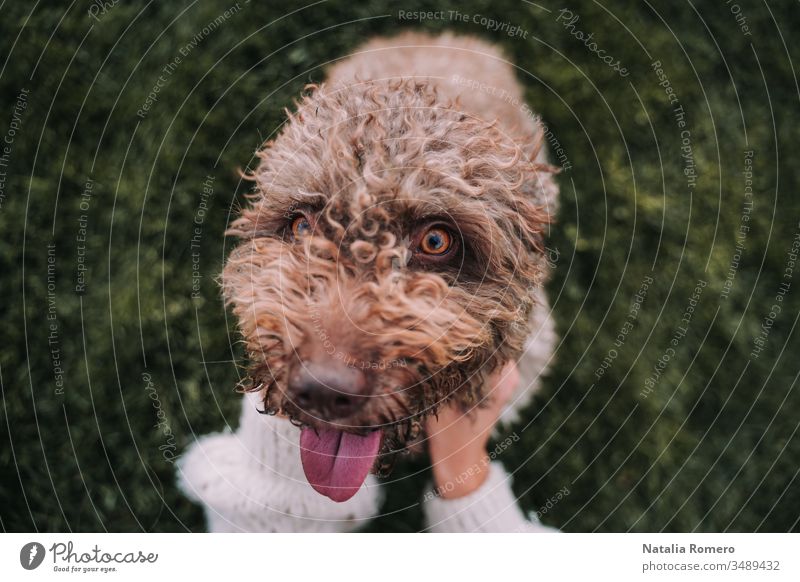 A beautiful water dog is sitting in the meadow while it is looking at the camera. Its owner is petting it. It is sticking out its tongue and it looks happy.