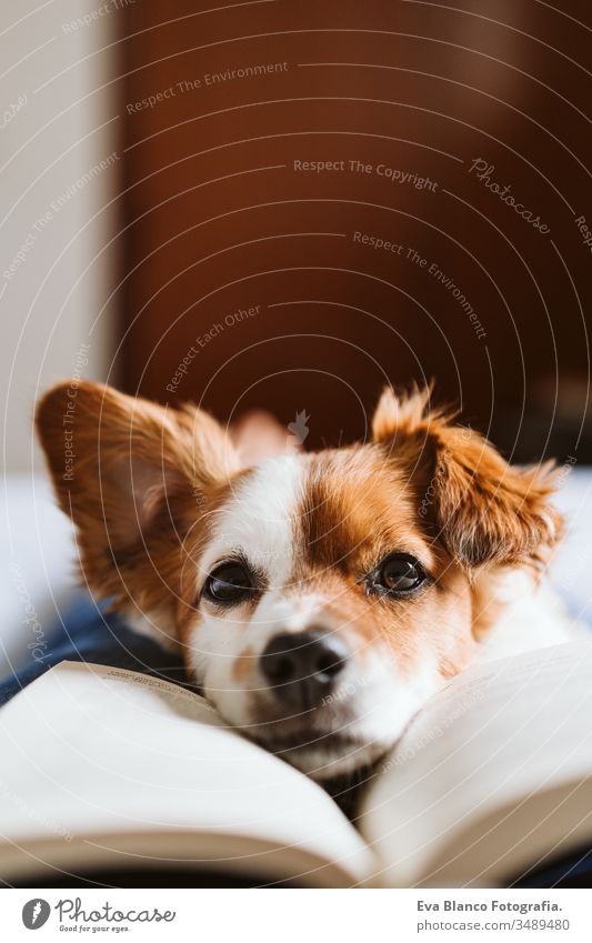 young woman and dog at home resting on bed. Love, togetherness and pets indoors. woman reading a book. sleeping love daytime caucasian jack russell stay home