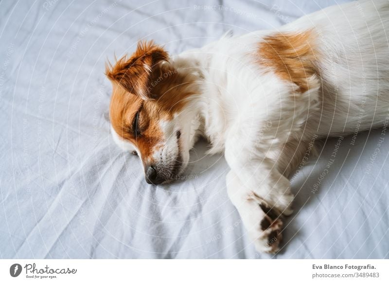 portrait of cute jack russell dog at home sleeping on bed. pet daytime resting small lying happy love animal life cuddle terrier inside nose wake up relax under