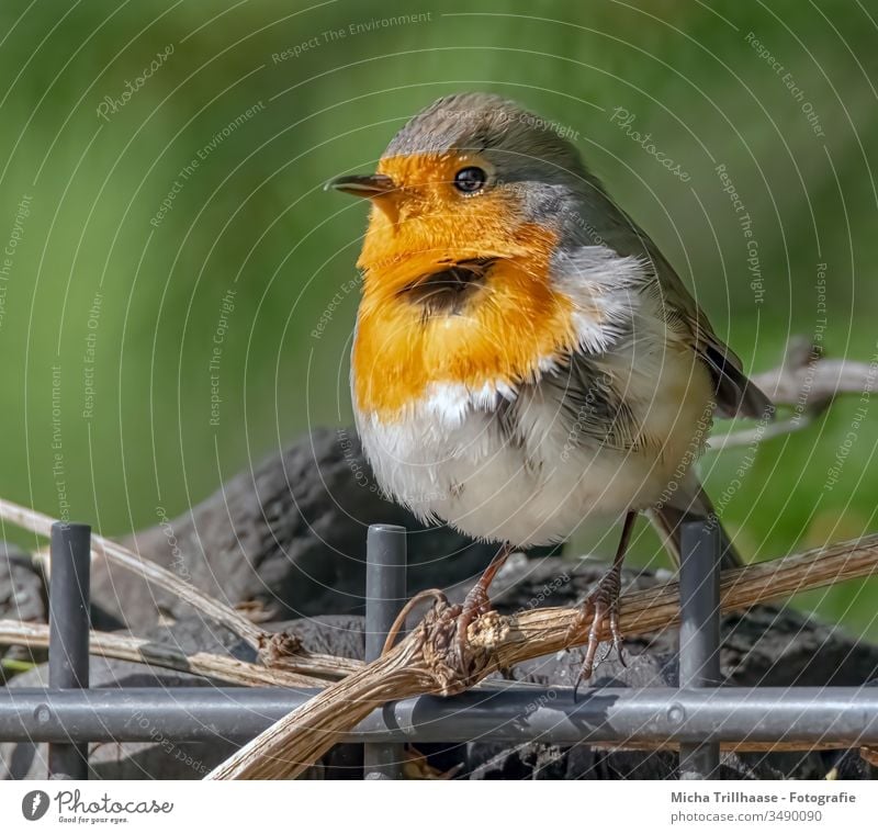 Dishevelled robin in the wind Robin redbreast Erithacus rubecula Full-length Looking into the camera Animal portrait Forward Animal face Beak Eyes plumage