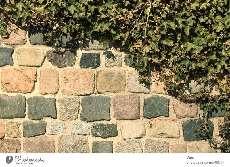 \ Nature Spring Plant Ivy Wall (barrier) Wall (building) Stone Yellow Green Colour photo Subdued colour Exterior shot Deserted Copy Space bottom Day Contrast
