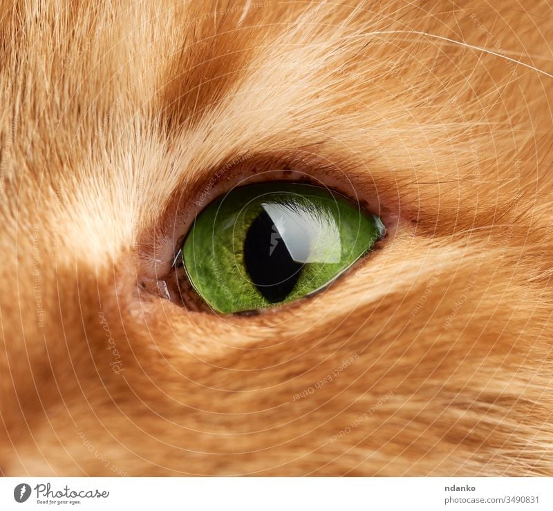 Open Green Eye Of A Red Cat Macro A Royalty Free Stock Photo From Photocase