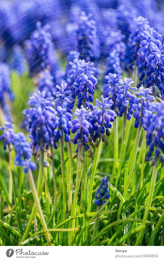 grape hyacinths Muscari Blue Green Grass Close-up Shallow depth of field Sunlight Deserted Spring Nature Day Flower Plant Colour photo Spring fever