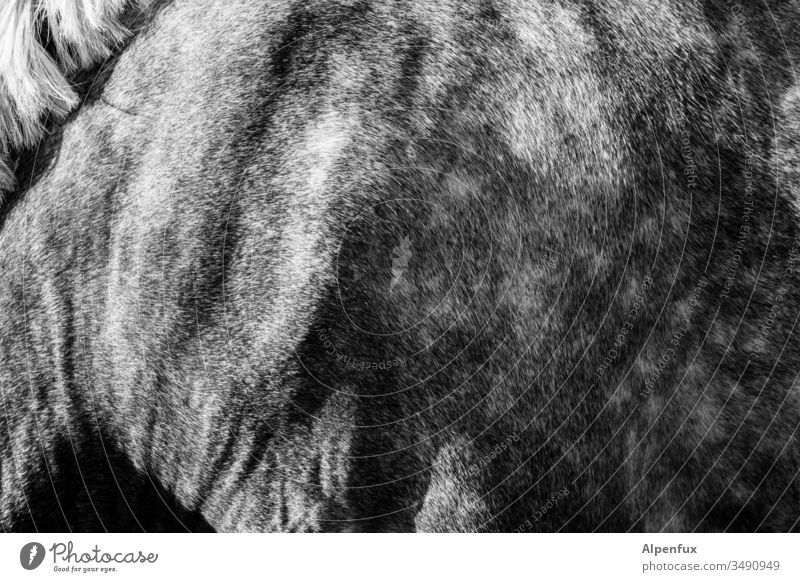 Landscape with horse Pelt Horse Animal Deserted Exterior shot Mane Pony Gray (horse) Farm animal Animal portrait detail Black & white photo natural apple mould
