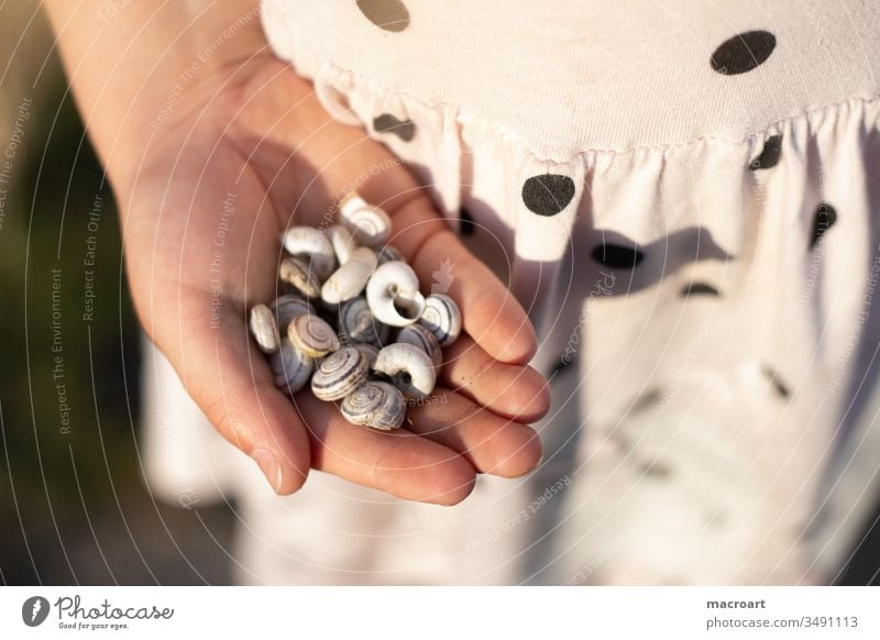 Child collects snail shells Snail shell forsake sb./sth. Empty Collection amass hands children's hands points Spotted feminine Girl Schoolchild Discover