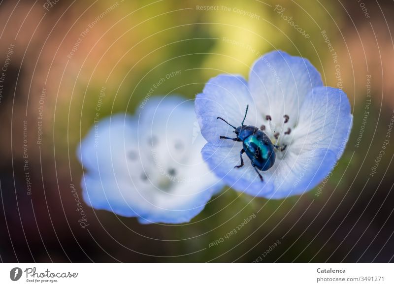 A sky blue leaf beetle crawls around in the blue poppy blossom Sky blue leaf beetle Garden Insect Plant Spring Blossom leave Nature Macro (Extreme close-up)