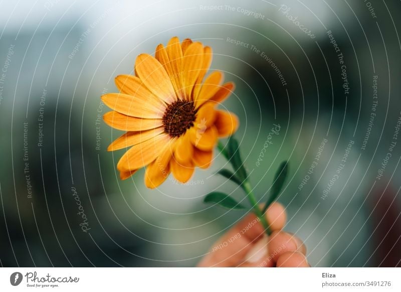 A person holding an orange flower capitula Cape daisy in his hand flowers Cape basket marguerite Orange by hand stop bokeh Nature Copy Space copyspace spring