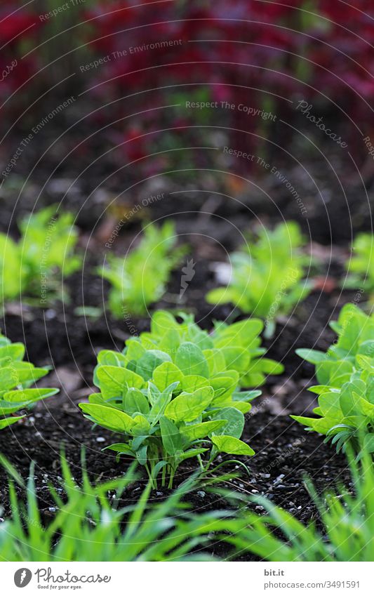 Young, fresh, green seedlings of a plant grow out of the brown earth after sowing, in a vegetable patch at home in the garden. Sowing Field Agriculture Green