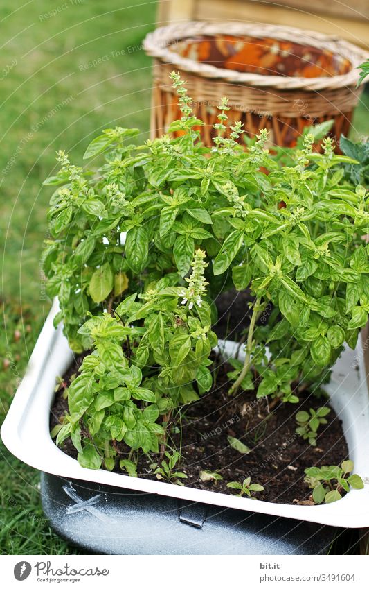 Fresh, healthy basil with flowers, planted in an old, nostalgic tub, outdoors in the garden. Basil imposed Herbs and spices Green Plant Food Nutrition
