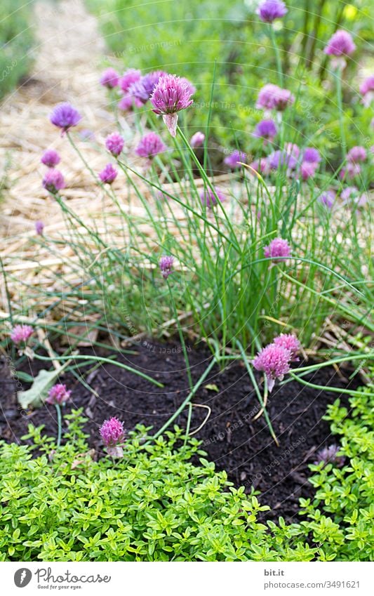 There's an herb for everything, almost. Chives Garden Earth Green Plant Herbs and spices Fresh Nature Agricultural crop Organic produce Nutrition Healthy