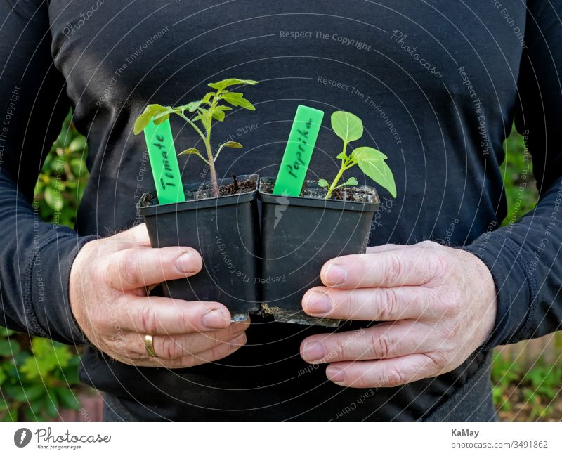 Two men's hands hold a pot with a young pepper plant and a pot with a young tomato plant Pepper Tomato seedlings Seedlings Vegetable prick do gardening Garden