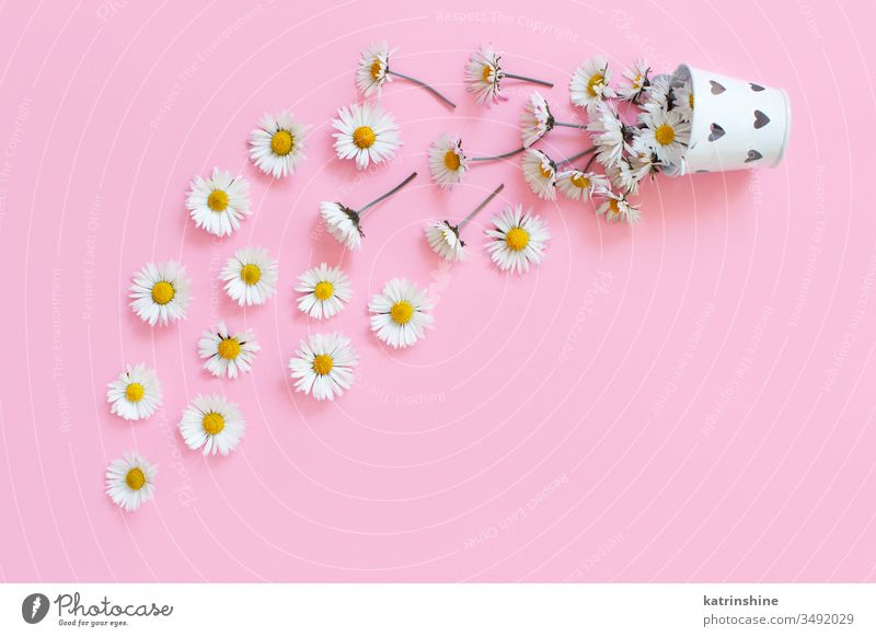 Spring composition with white daisies falling from a bucket flower romantic love daisy light pink top view above concept creative day decor decoration design