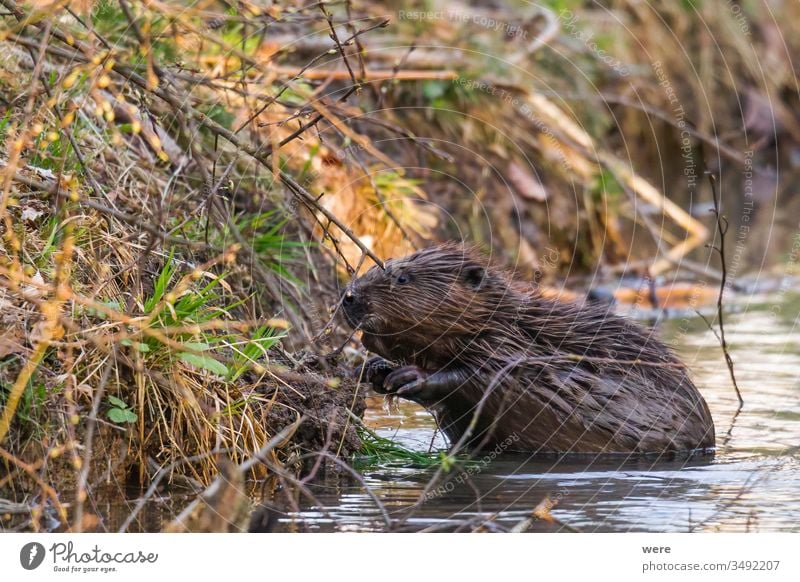 A wet beaver sits in the water on the bank of a stream animal beaver castle branch copy space creek cuddly cuddly soft cute forest fur gnaw mammal nature nobody