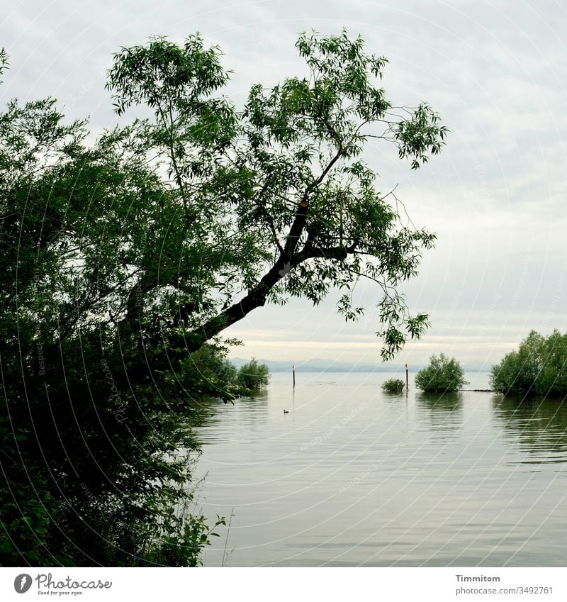 A place for a little reverie? Lake Lake Constance Body of water Smooth trees bushes Green Sky Clouds Nature Landscape mountains close to the bank