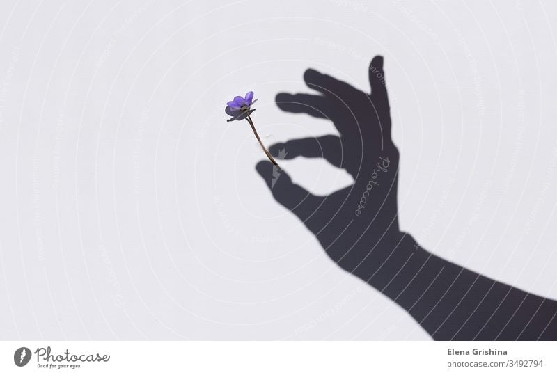 Spring blossom in the hand of a woman. Shadows on the wall. Flower Hand Light background Wall (building) Floral concept Beauty & Beauty Sunlight Silhouette