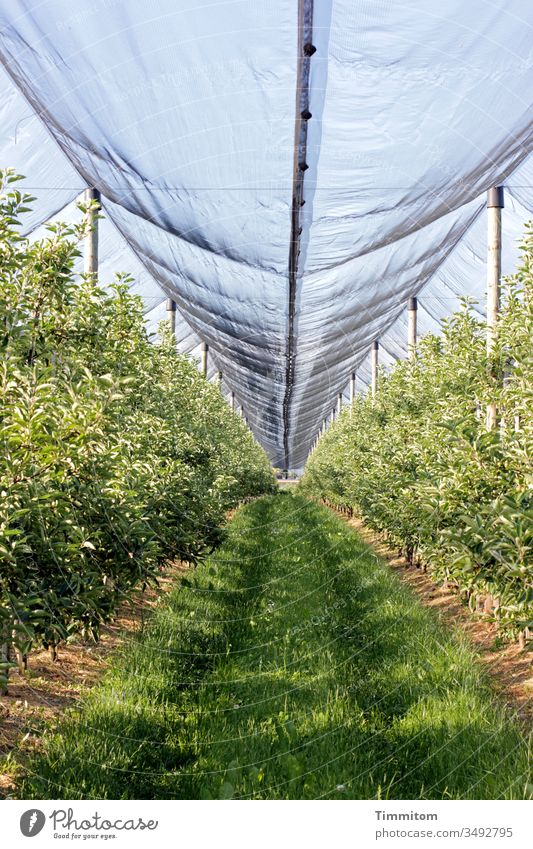 Growth accelerator Plantation fruit Covers (Construction) tarpaulin Protection plants Tracks Exterior shot Deserted green Agriculture Plastic Nature