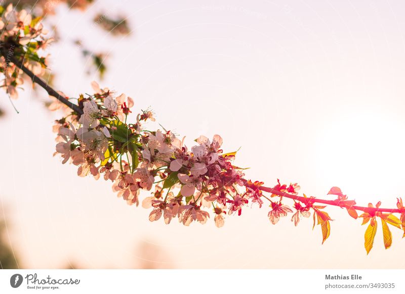 Cherry blossoms in the evening sun Garden Close-up Spring Nature Delicate Back-light Blossom leave Macro (Extreme close-up) Branch Cherry tree Beautiful weather