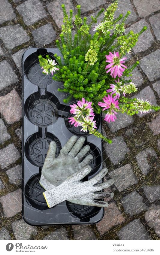 Garden gloves and plant with black disposable pallet gardening gloves Plant Gardening One-way pallet Black plastic Plastic stones Flower Summer Gloves