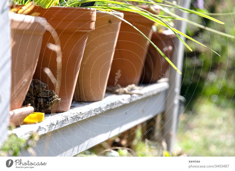 in the garden, planted clay pots stand in a row on an old garden bench Flowerpot Garden Bench Garden bench Clay pot plants Summer Spring Shallow depth of field