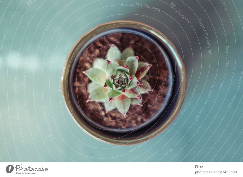 Small houseleek Succulent in a flower pot from above in bird's eye view on a blue background succulent Plant Pot plant pretty Flowerpot Colour photo Deserted