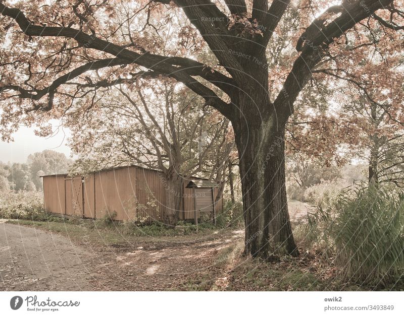 Tin hut and tree blossom Hut sheet metal Tree Sunlight Beautiful weather Peaceful Exterior shot Colour photo Deserted Nature Spring Sky Detail Plant Warmth