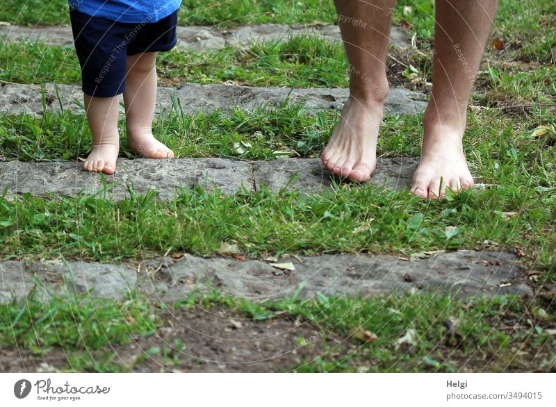 small children's feet and big men's feet on a barefoot path with grass and stones Children's Feet Men's Feet Barefoot Walking Grass Going feel Legs Toes