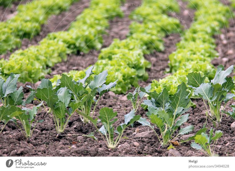 Kohlrabi and lettuce plants growing in a field Plant Kohlrabi plant Lettuce salad plant Field wax Spring Garden food products Food Vegetable Nature