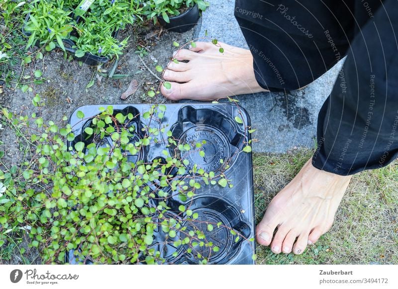 Ground cover plant Mühlenbeckia in plastic bowl next to two feet barefoot in the garden Plant Foliage plant shell Feet Naked Barefoot Toes implant Gardening