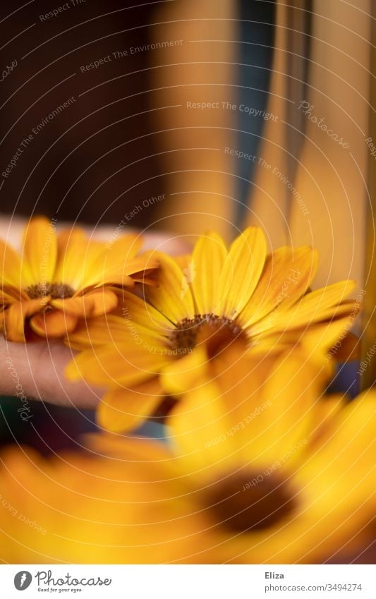 Yellow orange flowers of the Cape daisy in warm light with much blurring; capitulum marguerite Cape basket bleed Orange Summery colourful Day ornamental